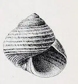 Lirularia succincta