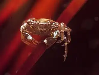 Lissocarcinus arkati