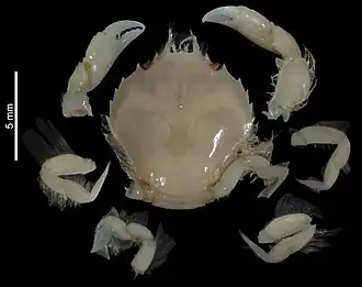 Lissocarcinus echinodisci