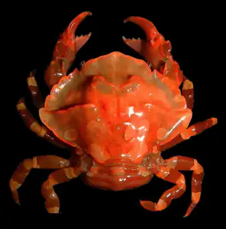 Lissocarcinus holothuricola