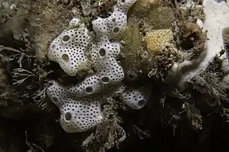 Lissoclinum perforatum