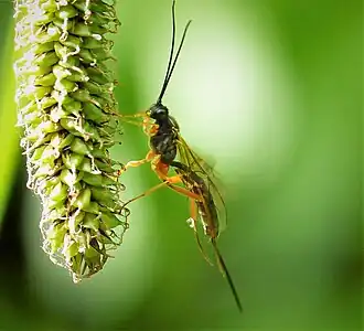 Lissonota lineolaris