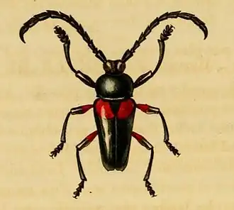 Lissonotus unifasciatus