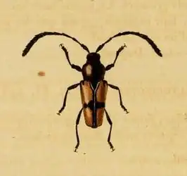 Lissonotus cruciatus