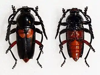 Lissonotus ephippiatus