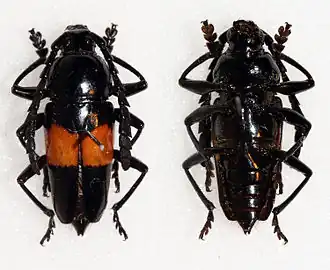 Lissonotus equestris