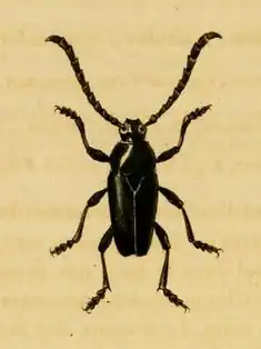 Lissonotus flabellicornis
