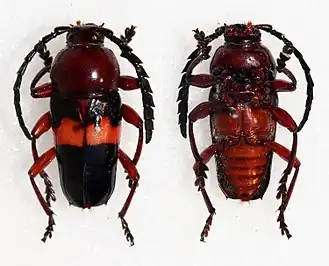 Lissonotus zellibori