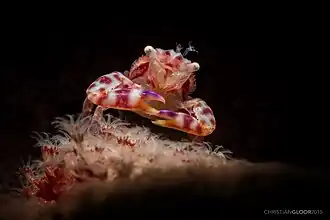 Lissoporcellana nakasonei