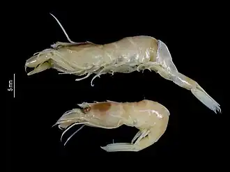 Lissosabinea ecarina