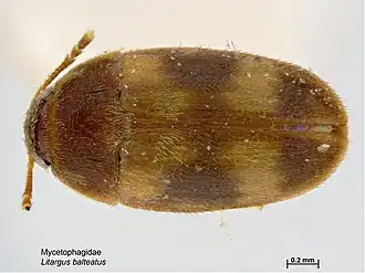 Litargus balteatus