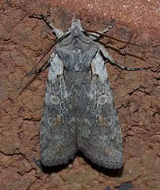 Lithophane antennata