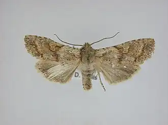 Lithophane bethunei