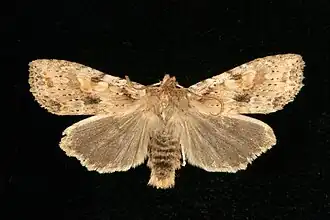 Lithophane innominata