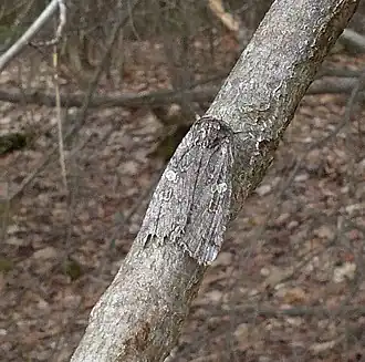 Lithophane laticinerea