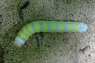 Lithophane querquera