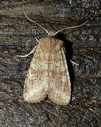 Lithophane semiusta