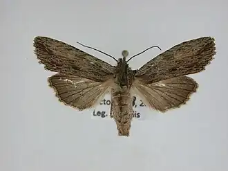 Lithophane signosa