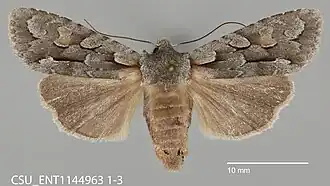Lithophane thaxteri