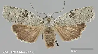 Lithophane viridipallens