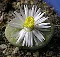 Lithops fulviceps met bloem