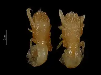 Lithoscaptus pardalotus