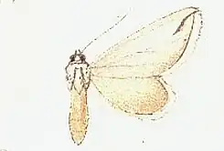Lithostege fissurata