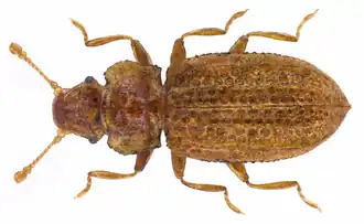 Lithostygnus serripennis