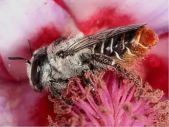 Lithurgus rubricatus