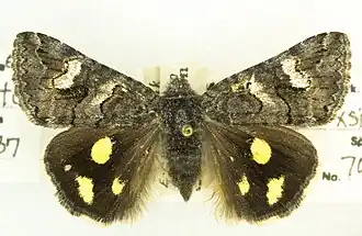 Litocala sexsignata