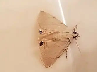 Litoprosopus coachella