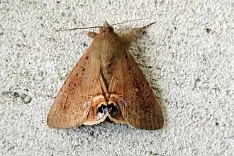 Litoprosopus futilis