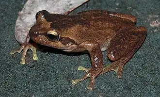 Litoria littlejohni
