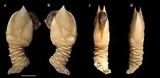 Litoscalpellum juddi