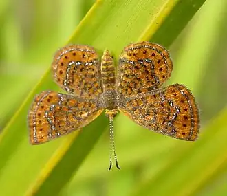 Calephelis virginiensis