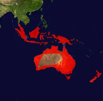 Kleine bonte aalscholver