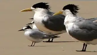 Grote kuifstern naast dwergstern
