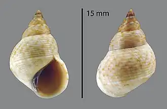 Littoraria undulata