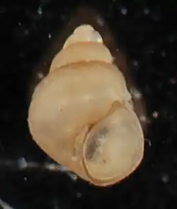 Littoridinops monroensis