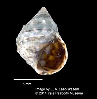 Echinolittorina millegrana