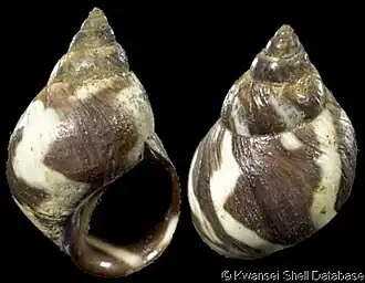 Echinolittorina peruviana