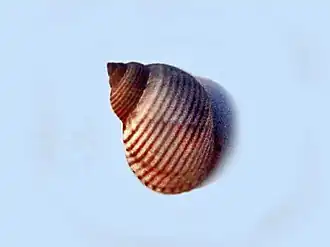 Littoraria cingulifera