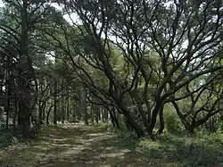 Bos met Quercus virginiana