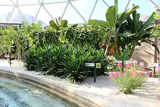 Planten langs de vaargeul in het Tropics Greenhouse (2017)