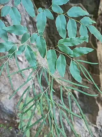 Llavea cordifolia