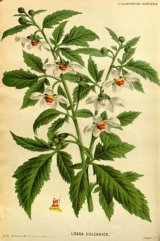 Loasaceae