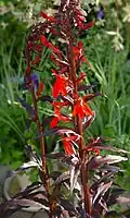 Tuinlobelia, Lobelia fulgens