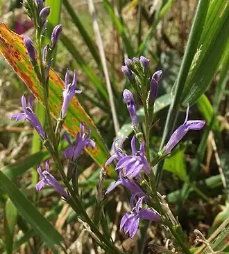Brandlobelia