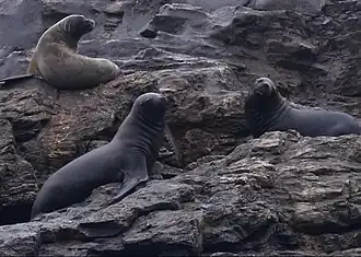 Zeeleeuwen op Choros