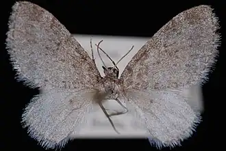 Lobophora canavestita